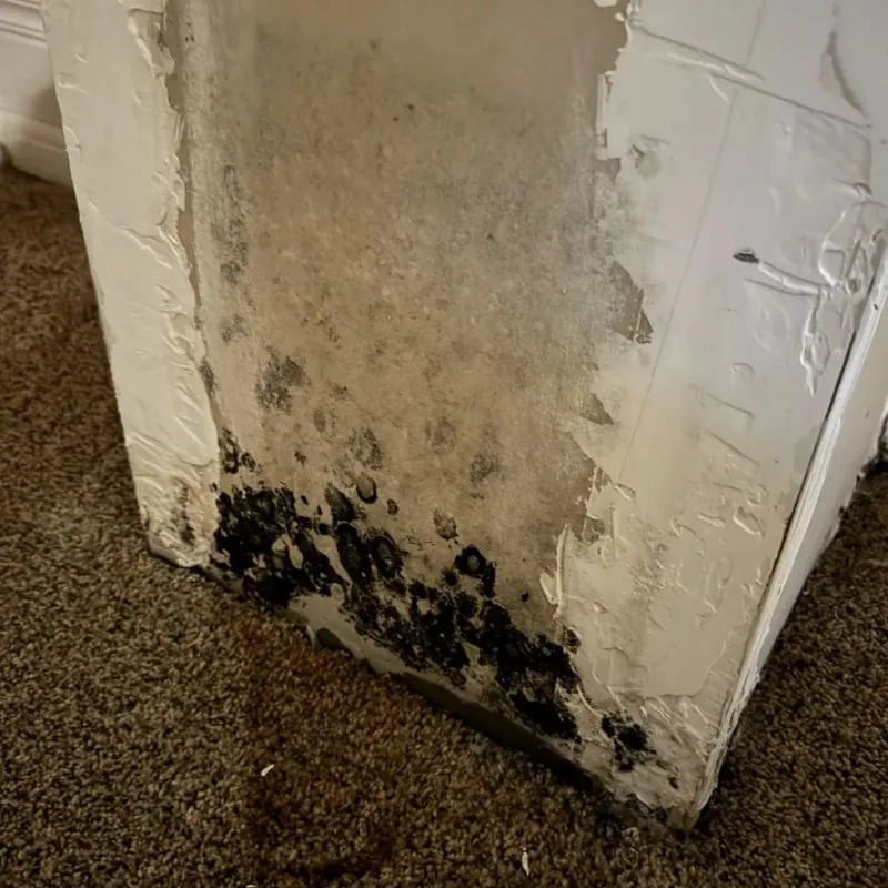 Professional Mold Removal in Lake Wissota, WI